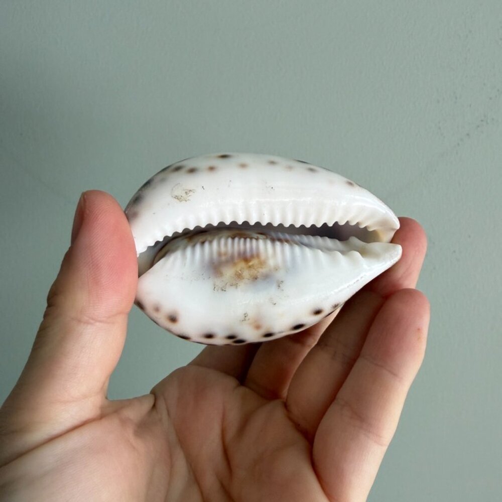 $5 Bundled 💘 VTG Carved Shell With Seagull and Lighthouse - Picture 5 of 7